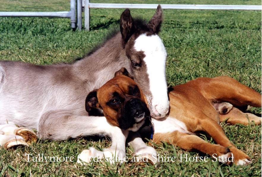 Tullymore Clydesdale and Shire Horse Stud